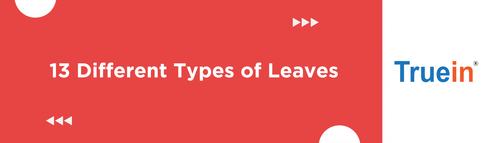 Blog post banner of 13 Different Types of Leaves